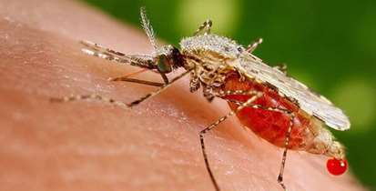 علایم و راههای انتقال مالاریا را بشناسید
