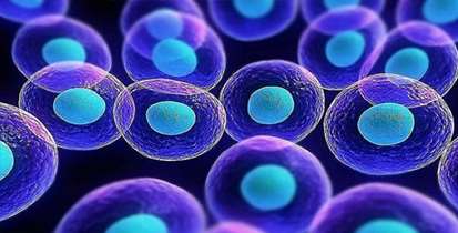 اهدای سلول های بنیادی؛ اقدامی خداپسندانه برای نجات جان بیماران صعب العلاج