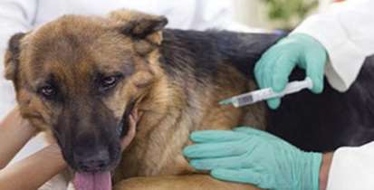 آگاهی مهمترین راه مقابله با هاری/آنچه باید درباره هاری بدانیم