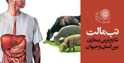 تب مالت شایعترین بیماری مشترک بین انسان و حیوان است
